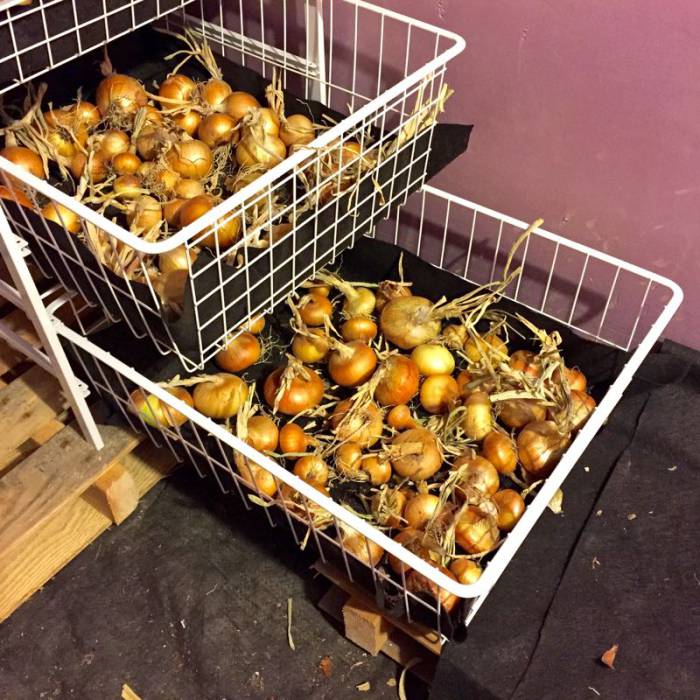Onions in the root cellar