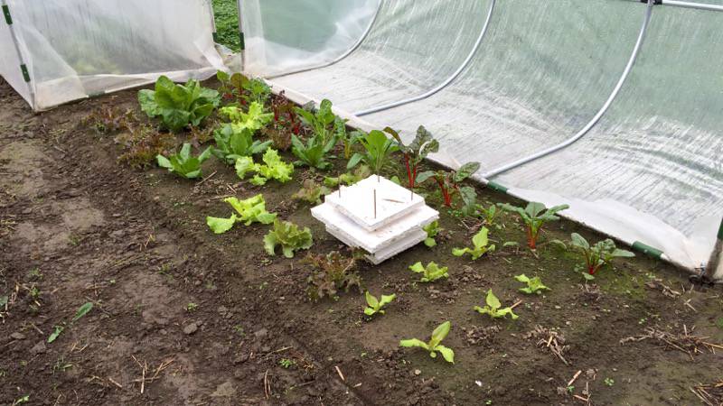 Chard and lettuce growing