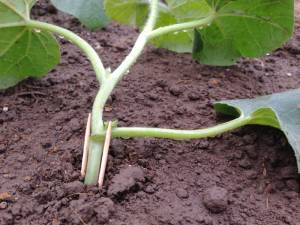 Toothpick barriers prevent cutworms from wrapping around the stem