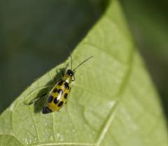 Cucumber beetle
