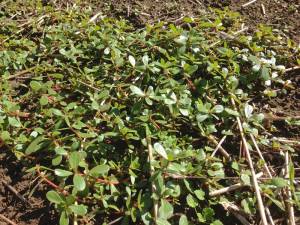 I let this perslane get way ahead of me.