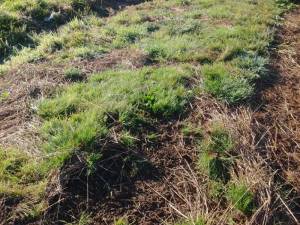 Weeds in melon patch since June 2