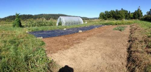 Area around the melon patch cleared for planting a cover crop
