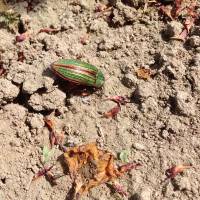 A colorful one A colorful one