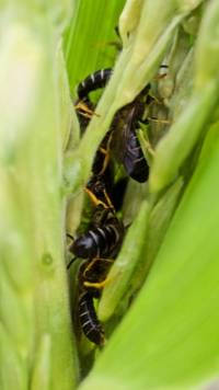 These gathered in the spaces between corn stems These gathered in the spaces between corn stems