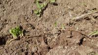 Weed spreading with rhizomes
