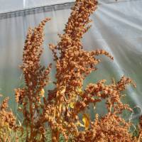Dave 407 quinoa from Adaptive Seeds