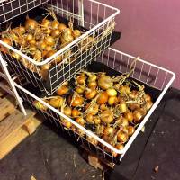 Onions and shallots in the root cellar