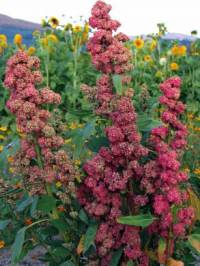 Red Head quinoa from Uprising Organics