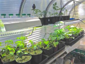 Plants have light and heat from the 400W grow light after I move them from the germination stations