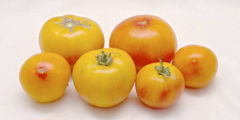 TPS Golden - a beautiful tomato