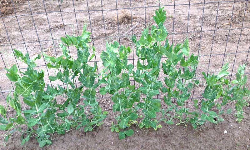 Fall peas at 35 days