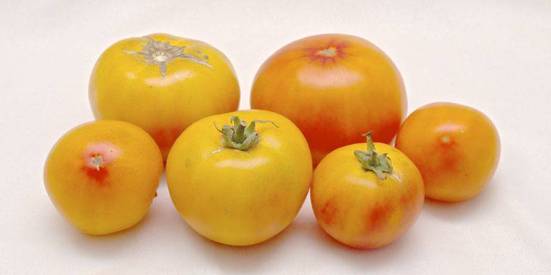 Golden tomatoes