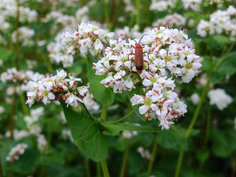 Buckwheat flowers