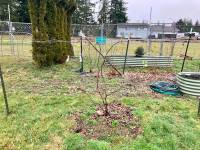 Poorly trained vine
