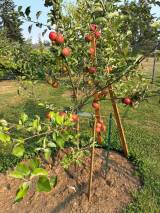 Akane apple