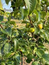 Nijseiki Asian pear