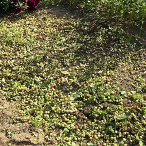 Fallen fruit - mostly sour