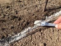 Sprinkling on the Endo Mycorrhizae fungus