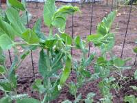 Closeup of pea pod forming