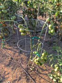 No hope for these tomatoes