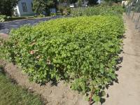 Buckwheat almost ready by August 6