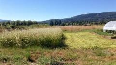I used the scythe to terminate buckwheat in this 2,000 square foot area and left it as a mulch