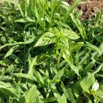 Basil smothered by weeds