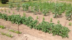 Near row of Red Norland potatoes is especially nice.
