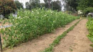 Blossoms are abundant and pods are forming