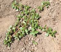 Weed with developed root system