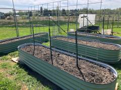 Two trellises this year
