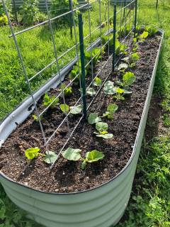 A trellis for transplanted winter squash