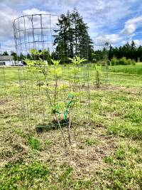 Transplanted from drainfield