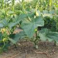 img_1896.jpg