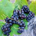 venus_grapes.jpg