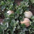 2014melons14.jpg