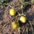 2014melons13.jpg