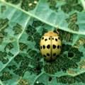 mexbeanbeetle.jpg