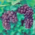 reliance_grapes.jpg