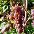 canadice_grapes.jpg