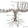 vine-anatomy.jpg