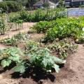 2014melons08.jpg