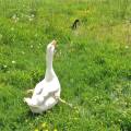 img_0760dwgoose.jpg