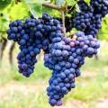 concord-grapes_rev.jpg
