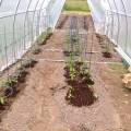 hoophousetomatoes11.jpg