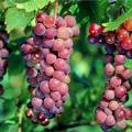 swenson_red_0378.jpg
