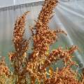 grain_quinoa_dave_407.jpg