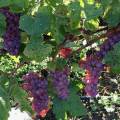 img_3072.jpg