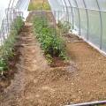 hoophousetomatoes12.jpg